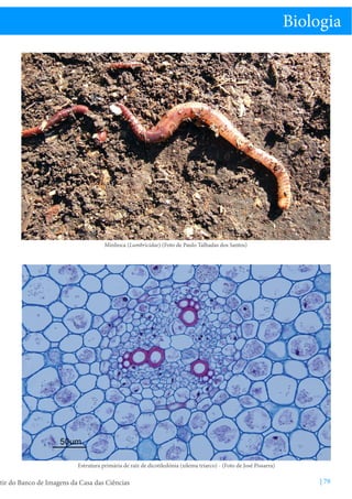 Biologia

Minhoca (Lumbricidae) (Foto de Paulo Talhadas dos Santos)

Estrutura primária de raíz de dicotiledónia (xilema triarco) - (Foto de José Pissarra)

tir do Banco de Imagens da Casa das Ciências

| 79

 