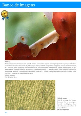 56 |
Banco de imagens
Filídio de musgo.
Filídeo de um musgo com margem
denticulada, visto ao microscópio e
ilustrando a morfologia das células
onde sobressaem os cloroplastos de
cor verde. Briófitas.
Foto de Isabel Santos.
Ritidoma.
A “casca” mais externa das árvores (bem como de arbustos, lianas e outros vegetais) consiste principalmente naquilo que em botânica
se denomina “ritidoma”, uma camada de protecção que impede a entrada de organismos patogénicos (insectos, microorganismos,
etc.) ao mesmo tempo que protege os tecidos interiores de variações extremas de temperatura, Também impede a perda de água
por evaporação ao mesmo tempo que permite trocas gasosas entre o interior e o exterior da planta através de regiões especializadas
denominadas “lenticelas”. Um exemplo de ritidoma bem conhecido é a “cortiça”. Na imagem, ritidoma de Arbutus xalapensis Kunth
(Ericaceae), conhecido por “medronheiro-do-texas”.
Arbutus xalapensis
Foto de Rubim Silva.
 