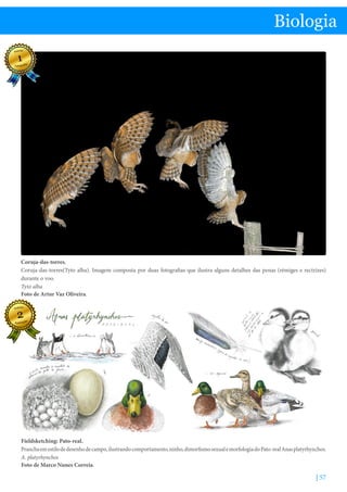| 57
Biologia
Coruja-das-torres.
Coruja-das-torres(Tyto alba). Imagem composta por duas fotografias que ilustra alguns detalhes das penas (rémiges e rectrizes)
durante o voo.
Tyto alba
Foto de Artur Vaz Oliveira.
Fieldsketching: Pato-real.
Pranchaemestilodedesenhodecampo,ilustrandocomportamento,ninho,dimorfismosexualemorfologiadoPato-realAnasplatyrhynchos.
A. platyrhynchos
Foto de Marco Nunes Correia.
 