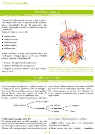 Tecidos animais
Autor Catarina Moreira Moreira, C. (2015), Revista de Ciência Elementar, 3(01):0117Editor José Feijó
22
Ciência elementar
Conjunto de células animais com uma origem comum e
com funções semelhantes. O aparecimento dos diferentes
tecidos especializados depende da diferenciação das
camadas germinativas primárias – ectoderme, mesoderme,
e endoderme.
Os principais tipos de tecidos são:
•	 tecido epitelial;
•	 tecido conjuntivo;
•	 tecido sanguíneo;
•	 tecido muscular;
•	 tecido nervoso.
A pele, considerada o maior órgão humano, tem na sua
constituição os principais tipos de tecidos cuja actividade
conjunta influencia as funções da pele:
•	 protecção dos agentes externos agressivos;
•	 regulação da temperatura do organismo;
•	 recepção de estímulos externos (como, por exemplo,
calor, pressão).
a
b
c
d
e
l
k
j
i
h
f
g
Figura 1 Esquema da pele humana — a. pêlo; b. camada córnea; c. músc.
eretor do pêlo; d. glândula sebácea; e. glândula sudorípara; f. poro; g.
papílas dérmicas; h. epiderme; i. derme; j. hipoderme; k. veia; l. artéria.
Tecido conjuntivo
Autor Catarina Moreira Moreira, C. (2015), Revista de Ciência Elementar, 3(01):0118Editor José Feijó
Os tecidos conjuntivos são muito variados e encontram-
se dispersos por todo o organismo, como por exemplo, a
derme, os tendões, as cartilagens, e os ossos. Desempenham
diversas funções como por exemplo, de união, de
preenchimento de espaços, de suporte e de defesa.
O tecido conjuntivo é composto de células e de elementos
intercelulares. Os elementos intercelulares são constituídos
por fibras de natureza proteica e por uma matriz amorfa.
Estes tecidos podem ser de dois tipos (Esquema 1):
tecido conjuntivo propriamente dito e tecido conjuntivo
especializado.
Tecido conjuntivo
Propriamente dito
Especializado
Adiposo
Esquelético
Sangue
Cartilagíneo
Ósseo
Esquema 1 Esquema resumo dos diferentes tipos de tecido conjuntivo.
Tecido conjuntivo propriamente dito
Este tipo de tecido existe em todos os órgãos, exercendo
funçõesdeuniãocomoutrostecidos,deprotecçãoesuporte.
Existem diferentes tipos de tecido conjuntivo propriamente
dito mas todos eles apresentam os mesmos componentes
básicos: células e substância intersticial com fibras.
•	 células: existem vários tipos com características
própriastecido conjuntivo;
•	 fibras: existem três tipos principais – conjuntivas:
 