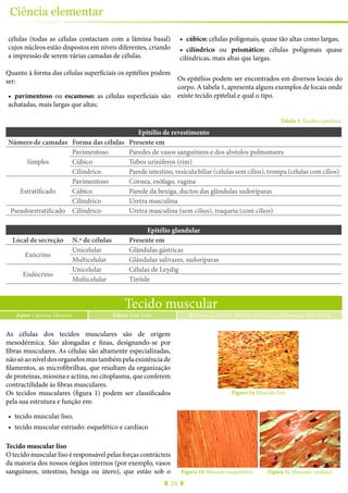 24
Ciência elementar
células (todas as células contactam com a lâmina basal)
cujos núcleos estão dispostos em níveis diferentes, criando
a impressão de serem várias camadas de células.
Quanto à forma das células superficiais os epitélios podem
ser:
•	 pavimentoso ou escamoso: as células superficiais são
achatadas, mais largas que altas;
•	 cúbico: células poligonais, quase tão altas como largas;
•	 cilíndrico ou prismático: células poligonais quase
cilíndricas, mais altas que largas.
Os epitélios podem ser encontrados em diversos locais do
corpo. A tabela 1, apresenta alguns exemplos de locais onde
existe tecido epitelial e qual o tipo.
Tabela 1 Tecidos epiteliais.
Epitélio de revestimento
Número de camadas Forma das células Presente em
Simples
Pavimentoso Paredes de vasos sanguíneos e dos alvéolos pulmonares
Cúbico Tubos uríniferos (rim)
Cilíndrico Parede intestino, vesícula biliar (células sem cílios), trompa (células com cílios)
Estratificado
Pavimentoso Córnea, esófago, vagina
Cúbico Parede da bexiga, ductos das glândulas sudoríparas
Cilíndrico Uretra masculina
Pseudoestratificado Cilíndrico Uretra masculina (sem cílios), traqueia (com cílios)
Epitélio glandular
Local de secreção N.º de células Presente em
Exócrino
Unicelular Glândulas gástricas
Multicelular Glândulas salivares, sudoríparas
Endócrino
Unicelular Células de Leydig
Multicelular Tiróide
Tecido muscular
Autor Catarina Moreira Moreira, C. (2015), Revista de Ciência Elementar, 3(01):0120Editor José Feijó
As células dos tecidos musculares são de origem
mesodérmica. São alongadas e finas, designando-se por
fibras musculares. As células são altamente especializadas,
nãosóaoníveldosorganelosmastambémpelaexistênciade
filamentos, as microfibrilhas, que resultam da organização
de proteínas, miosina e actina, no citoplasma, que conferem
contractilidade às fibras musculares.
Os tecidos musculares (figura 1) podem ser classificados
pela sua estrutura e função em:
•	 tecido muscular liso;
•	 tecido muscular estriado: esquelético e cardíaco
Tecido muscular liso
O tecido muscular liso é responsável pelas forças contrácteis
da maioria dos nossos órgãos internos (por exemplo, vasos
sanguíneos, intestino, bexiga ou útero), que estão sob o
Figura 1a Músculo liso
Figura 1b Músculo esquelético Figura 1c Músculo cardáico
 
