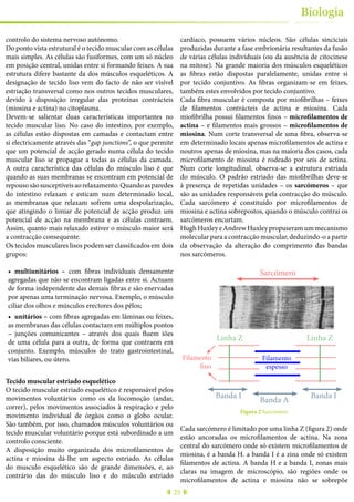 25
Biologia
controlo do sistema nervoso autónomo.
Do ponto vista estrutural é o tecido muscular com as células
mais simples. As células são fusiformes, com um só núcleo
em posição central, unidas entre si formando feixes. A sua
estrutura difere bastante da dos músculos esqueléticos. A
designação de tecido liso vem do facto de não ser visível
estriação transversal como nos outros tecidos musculares,
devido à disposição irregular das proteínas contrácteis
(miosina e actina) no citoplasma.
Devem-se salientar duas características importantes no
tecido muscular liso. No caso do intestino, por exemplo,
as células estão dispostas em camadas e contactam entre
si electricamente através das “gap junctions”, o que permite
que um potencial de acção gerado numa célula do tecido
muscular liso se propague a todas as células da camada.
A outra característica das células do músculo liso é que
quando as suas membranas se encontram em potencial de
repousosãosusceptíveisaorelaxamento.Quandoasparedes
do intestino relaxam e esticam num determinado local,
as membranas que relaxam sofrem uma despolarização,
que atingindo o limiar de potencial de acção produz um
potencial de acção na membrana e as células contraem.
Assim, quanto mais relaxado estiver o músculo maior será
a contracção consequente.
Os tecidos musculares lisos podem ser classificados em dois
grupos:
•	 multiunitários – com fibras individuais densamente
agregadas que não se encontram ligadas entre si. Actuam
de forma independente das demais fibras e são enervadas
por apenas uma terminação nervosa. Exemplo, o músculo
ciliar dos olhos e músculos erectores dos pêlos;
•	 unitários – com fibras agregadas em lâminas ou feixes,
as membranas das células contactam em múltiplos pontos
– junções comunicantes – através dos quais fluem iões
de uma célula para a outra, de forma que contraem em
conjunto. Exemplo, músculos do trato gastrointestinal,
vias biliares, ou útero.
Tecido muscular estriado esquelético
O tecido muscular estriado esquelético é responsável pelos
movimentos voluntários como os da locomoção (andar,
correr), pelos movimentos associados à respiração e pelo
movimento individual de órgãos como o globo ocular.
São também, por isso, chamados músculos voluntários ou
tecido muscular voluntário porque está subordinado a um
controlo consciente.
A disposição muito organizada dos microfilamentos de
actina e miosina dá-lhe um aspecto estriado. As células
do musculo esquelético são de grande dimensões, e, ao
contrário das do músculo liso e do músculo estriado
cardíaco, possuem vários núcleos. São células sinciciais
produzidas durante a fase embrionária resultantes da fusão
de várias células individuais (ou da ausência de citocinese
na mitose). Na grande maioria dos músculos esqueléticos
as fibras estão dispostas paralelamente, unidas entre si
por tecido conjuntivo. As fibras organizam-se em feixes,
também estes envolvidos por tecido conjuntivo.
Cada fibra muscular é composta por miofibrilhas – feixes
de filamentos contrácteis de actina e miosina. Cada
miofibrilha possui filamentos finos – microfilamentos de
actina – e filamentos mais grossos – microfilamentos de
miosina. Num corte transversal de uma fibra, observa-se
em determinado locais apenas microfilamentos de actina e
noutros apenas de miosina, mas na maioria dos casos, cada
microfilamento de miosina é rodeado por seis de actina.
Num corte longitudinal, observa-se a estrutura estriada
do músculo. O padrão estriado das miofibrilhas deve-se
à presença de repetidas unidades – os sarcómeros – que
são as unidades responsáveis pela contracção do músculo.
Cada sarcómero é constituído por microfilamentos de
miosina e actina sobrepostos, quando o músculo contrai os
sarcómeros encurtam.
HughHuxleyeAndrewHuxleypropuseramummecanismo
molecular para a contracção muscular, deduzindo-o a partir
da observação da alteração do comprimento das bandas
nos sarcómeros.
Sarcómero
Filamento
fino
Linha Z Linha Z
Filamento
espesso
Banda A
Banda I Banda I
Figura 2 Sarcómero
Cada sarcómero é limitado por uma linha Z (figura 2) onde
estão ancoradas os microfilamentos de actina. Na zona
central do sarcómero onde só existem microfilamentos de
miosina, é a banda H. a banda I é a zina onde só existem
filamentos de actina. A banda H e a banda I, zonas mais
claras na imagem de microscópio, são regiões onde os
microfilamentos de actina e miosina não se sobrepõe
 