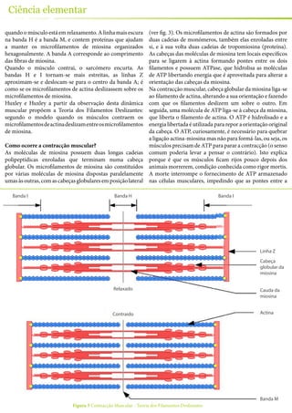 26
Ciência elementar
quando o músculo está em relaxamento. A linha mais escura
na banda H é a banda M, e contem proteínas que ajudam
a manter os microfilamentos de miosina organizados
hexagonalmente. A banda A corresponde ao comprimento
das fibras de miosina.
Quando o músculo contrai, o sarcómero encurta. As
bandas H e I tornam-se mais estreitas, as linhas Z
aproximam-se e deslocam-se para o centro da banda A; é
como se os microfilamentos de actina deslizassem sobre os
microfilamentos de miosina.
Huxley e Huxley a partir da observação desta dinâmica
muscular propõem a Teoria dos Filamentos Deslizantes:
segundo o modelo quando os músculos contraem os
microfilamentosdeactinadeslizamentreosmicrofilamentos
de miosina.
Como ocorre a contracção muscular?
As moléculas de miosina possuem duas longas cadeias
polipeptídicas enroladas que terminam numa cabeça
globular. Os microfilamentos de miosina são constituídos
por várias moléculas de miosina dispostas paralelamente
umasàsoutras,comascabeçasglobularesemposiçãolateral
(ver fig. 3). Os microfilamentos de actina são formados por
duas cadeias de monómeros, também elas enroladas entre
si, e à sua volta duas cadeias de tropomiosina (proteína).
As cabeças das moléculas de miosina tem locais específicos
para se ligarem à actina formando pontes entre os dois
filamentos e possuem ATPase, que hidrolisa as moléculas
de ATP libertando energia que é aproveitada para alterar a
orientação das cabeças da miosina.
Na contracção muscular, cabeça globular da miosina liga-se
ao filamento de actina, alterando a sua orientação e fazendo
com que os filamentos deslizem um sobre o outro. Em
seguida, uma molécula de ATP liga-se à cabeça da miosina,
que liberta o filamento de actina. O ATP é hidrolisado e a
energia libertada é utilizada para repor a orientação original
da cabeça. O ATP, curiosamente, é necessário para quebrar
a ligação actina-miosina mas não para formá-las, ou seja, os
músculos precisam de ATP para parar a contracção (o senso
comum poderia levar a pensar o contrário). Isto explica
porque é que os músculos ficam rijos pouco depois dos
animais morrerem, condição conhecida como rigor mortis.
A morte interrompe o fornecimento de ATP armazenado
nas células musculares, impedindo que as pontes entre a
Banda I Banda IBanda H
Linha Z
Cabeça
globular da
miosina
Cauda da
miosina
Actina
Banda M
Relaxado
Contraido
Figura 3 Contracção Muscular - Teoria dos Filamentos Deslizantes
 