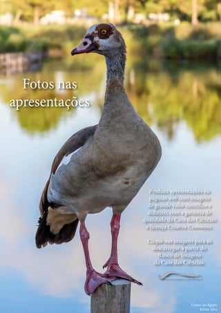 Fotos e ilustrações nas suas apresentações
41
Ctrl+shft+click
Fotos nas apresentações
Ganso-do-Egipto
Rubim Silva
Banco de Imagens da Casa das Ciências
Fotos nas
apresentações
Produza apresentações ou
páginas web com imagens
de grande valor científico e
didático, com a garantia de
qualidade da Casa das Ciências
e licença Creative Commons.
Clique nas imagens para as
descarregar a partir do
Banco de Imagens
da Casa das Ciências.
 