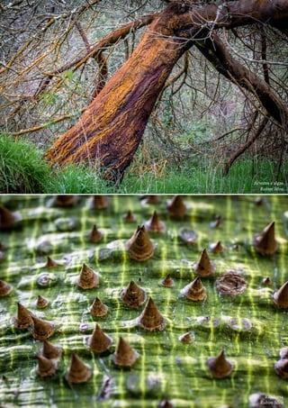 43
Ctrl+shft+click
	 Árvores e algas
Rubim Silva
	 Ritidoma
Rubim Silva
 