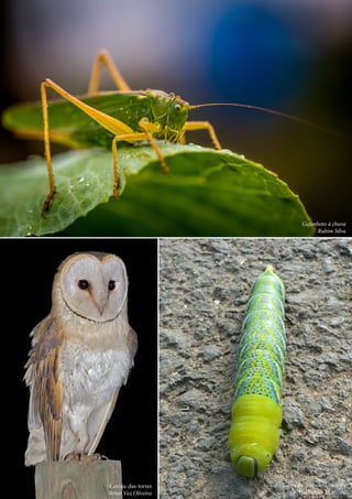 44
Ctrl+shft+click
	 Gafanhoto à chuva
Rubim Silva
	 Larva da borboleta-caveira
Guilherme Monteiro
	 Coruja-das-torres
Artur Vaz Oliveira
 