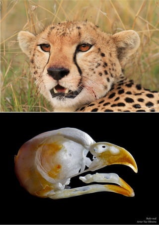 45
Ctrl+shft+click
Bufo-real
Artur Vaz Oliveira
Chita ou guepardo
Paulo Santos
 