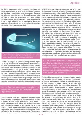 7
Opinião
de pólen, responsáveis pela formação e transporte dos
gâmetas masculinos até ao órgão reprodutor feminino, o
carpelo. Este é vulgarmente uma estrutura em forma de
garrafa, com uma zona superior designada estigma onde
os grãos de pólen são depositados, um canal mais ou
menos comprido chamado estilete e uma zona dilatada,
o ovário, onde se localiza um ou mais óvulos. No interior
dos óvulos desenvolve-se um saco embrionário onde está
localizado o gâmeta feminino (oosfera).
Figura 2 Grão de pólen (G) germinado de Feijoa sellowiana, sendo
visível o tubo polínico (T). O material foi tratado com azul de
anilina e observado num microscópio de fluorescência.
Uma vez no estigma, os grãos de pólen germinam (figura
2), ou seja, forma-se um prolongamento (tubo polínico)
da célula vegetativa que vai transportar os dois gâmetas
masculinos, resultantes da divisão da célula generativa, até
ao saco embrionário. Para que tal aconteça, o tubo polínico
tem que atravessar o estilete, que em algumas plantas pode
ser longo e apresentar alguns centímetros de comprimento.
A fecundação nas angiospérmicas é também diferente de
outras espécies, nomeadamente das gimnospérmicas, uma
vez que estão envolvidos dois gâmetas masculinos, num
processo vulgarmente conhecido como dupla fecundação.
Umdosgâmetasfundecomaoosferaedáorigemaozigoto,
que através de um processo de desenvolvimento formará
o embrião maduro e, após germinação, a nova planta. O
outro gâmeta masculino funde com a célula central do
caso embrionário e forma o endosperma, um tecido de
reserva triplóide onde se acumulam substâncias de reserva
importantes para desenvolvimento da nova planta após a
germinação. Por incrível que possa parecer, a humanidade
depende deste processo para se alimentar. De facto, a base
daalimentaçãomundialéoendospermaproduzidoportrês
tipos de plantas: trigo, milho e arroz. É também importante
notar que o mercado da venda de plantas ornamentais
representa anualmente muitos milhões de euros, existindo
países, como a Holanda, onde a sua relevância é enorme.
Curiosamente, neste país, no século XVII, verificou-se um
interessante acontecimento que levou à ruína de milhares
de pessoas e a uma importante crise económica e social.
Nessa altura era moda coleccionar tulipas e pagar preços
muito elevados por variedades raras. Como acontece em
mercados especulativos, em determinada altura, o valor
das plantas caiu bruscamente, deixando muita gente na
miséria. Afinal, parece que a história sempre se repete…
O resultado da dupla fecundação é dramático em
termos do futuro desenvolvimento dos órgãos florais.
A fecundação desencadeia a morte de todos os órgãos
florais, à excepção do ovário. Este, através de uma série
de modificações, origina o fruto que, à semelhança das
flores, apresenta uma enorme diversidade de formas,
cores e tamanhos, em função das diferentes espécies. No
interior do ovário, os óvulos fecundados, sofrem também
modificações profundas e originam a semente, constituída
pelo tegumento (testa), o embrião e o endosperma.
Ao contrário dos mamíferos, em que os órgãos sexuais
são formados durante o desenvolvimento embrionário,
as plantas não possuem órgãos reprodutores durante
a embriogénese e, estes, apenas se formam em
plantas adultas, sendo por conseguinte resultantes do
desenvolvimento pós-embrionário. Todos estamos
familiarizados com o aparecimento, em determinadas
alturas do ano, de flores em algumas espécies que nos são
familiares. Assim, em Janeiro, florescem as magnólias e
as camélias, em Fevereiro é comum ver surgir as flores
das acácias e, na Primavera, um grande número de
espécies, entra em floração. Estes processos são cíclicos
e para cada espécie repetem-se em alturas específicas
do ano. Em muitas espécies, isto acontece porque as
plantas são capazes de responder a estímulos ambientais,
nomeadamente o período de luz no decurso de um dia
(fotoperíodo) a que se encontram sujeitas. Esse estímulo
é detectado ao nível das folhas e transportado através
(...) a base da alimentação mundial é o
endosperma produzido por três tipos de plantas:
trigo, milho e arroz.
(...) em Janeiro, florescem as magnólias e as
camélias, em Fevereiro é comum ver surgir as
flores das acácias e, na Primavera, um grande
número de espécies, entra em floração. Estes
processos são cíclicos e para cada espécie repetem-
se em alturas específicas do ano.
 