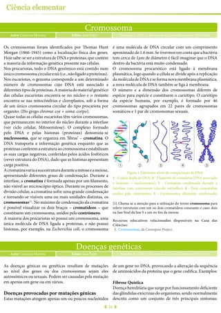 26
Ciência elementar
Cromossoma
Autor Catarina Moreira Moreira, C. (2015), Revista de Ciência Elementar, 3(02):0136Editor José Feijó
Os cromossomas foram identificados por Thomas Hunt
Morgan (1866-1945) como a localização física dos genes.
Hoje sabe-se ser a estrutura de DNA e proteínas, que contém
a maioria da informação genética presente nas células.
Nos procariotas, todo o DNA genómico está contido num
únicocromossomacircularenú(i.e.,nãoligadoaproteínas).
Nos eucariotas, o genoma corresponde a um determinado
número de cromossomas cujo DNA está associado a
diferentestiposdeproteínas.Amaioriadomaterialgenético
das células eucariotas encontra-se no núcleo e o restante
encontra-se nas mitocôndrias e cloroplastos, sob a forma
de um único cromossoma circular do tipo procariota por
organito. (Do grego chroma: cor + soma: corpo).
Quase todas as células eucariotas têm vários cromossomas,
que permanecem no interior do núcleo durante a interfase
(ver ciclo celular, Mitosemitose). O complexo formado
pelo DNA e pelas histonas (proteínas) denomina-se
nucleossoma, que se organiza em ‘fibras’ – cromatina. O
DNA transporta a informação genética enquanto que as
proteínasconferemaestruturaaocromossomaeestabilizam
as suas cargas negativas, conferidas pelos ácidos fosfóricos
(rever estrutura do DNA), dado que as histonas apresentam
carga positiva.
Acromatinavariaasuaestruturaduranteamitoseeameiose,
apresentando diferentes graus de condensação. Durante a
interfase, a cromatina é formada apenas por um filamento,
não visível ao microscópio óptico. Durante os processos de
divisão celular, a cromatina sofre uma grande condensação
e tornando-se visíveis uma ou mais unidades distintas, os
cromossomas[1]
. No máximo de condensação da cromatina
é possível visualizar os dois braços – cromatídeos – que
constituem um cromossoma, unidos pelo centrómero.
A maioria dos procariotas só possui um cromossoma, uma
única molécula de DNA ligada a proteínas, e não possui
histonas, por exemplo, na Escherichia coli, o cromossoma
é uma molécula de DNA circular com um comprimento
aproximado de 1.6 mm. Se tivermos em conta que a bactéria
tem cerca de 1µm de diâmetro é fácil imaginar que o DNA
dentro da bactéria está muito condensado.
O cromossoma procariótico está ligado à membrana
plasmática, logo quando a célula se divide após a replicação
da molécula de DNA e se forma nova membrana plasmática,
a nova molécula de DNA também se liga à membrana.
O número e a dimensão dos cromossomas diferem de
espécie para espécie e constituem o cariótipo. O cariótipo
da espécie humana, por exemplo, é formado por 46
cromossomas agrupados em 22 pares de cromossomas
somáticos e 1 par de cromossomas sexuais.
1 2 3 4 5
Figura 1 Diferentes níveis de compactação do DNA
1 - Cadeia dupla de DNA; 2 - Filamento de cromatina (DNA associado
a histonas = nucleossoma); 3 - Cromatina condensada durante a
interfase com centrómero (círculo vermelho); 4 - Dois cromatídios
unidos pelo centrómero; 5 - Cromossoma altamente condensado.
[1] Chama-se a atenção para a utilização do termo cromossoma para
referir estruturas com um ou dois cromatídeos consoante o caso: dois
na fase final da fase S e um no fim da meiose.
Recursos educativos relacionados disponíveis na Casa das
Ciências:
1.	 Cromossomas, de Cassiopeia Project.
Doenças genéticas
Autor Catarina Moreira Moreira, C. (2015), Revista de Ciência Elementar, 3(02):0137Editor José Feijó
As doenças génicas ou genéticas resultam de mutações
ao nível dos genes ou dos cromossomas sejam eles
autossómicos ou sexuais. Podem ser causadas pela mutação
em apenas um gene ou em vários.
Doenças provocadas por mutações génicas
Estas mutações atingem apenas um ou poucos nucleótidos
de um gene no DNA, provocando a alteração da sequência
de aminoácidos da proteína que o gene codifica. Exemplos:
Fibrose Quística
Doença hereditária que surge por funcionamento deficiente
das glândulas exócrinas do organismo, sendo normalmente
descrita como um conjunto de três principais sintomas:
 