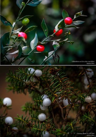 45
		 Gilbardeira ou Erva-dos-vasculhos
Rubim Silva
	 Corema album (L.) D. Don
Rubim Silva
 