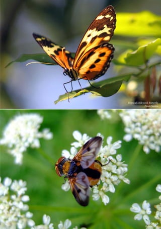 Tropical Milkweed Butterfly
Paulo Santos
	 Mosca
Rubim Silva
 