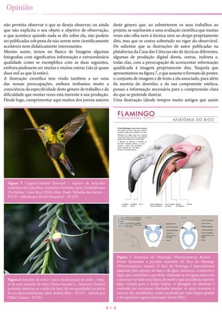 8
Opinião
não permita observar o que se deseja observar, ou ainda
que não explicita o seu objeto e objetivo de observação,
o que acontece quando nada se diz sobre ela, não podem
ser publicadas sob pena de não serem nem cientificamente
aceitáveis nem didaticamente interessantes.
Mesmo assim, temos no Banco de Imagens algumas
fotografias com significativa informação e extraordinária
qualidade como se exemplifica com as duas seguintes,
embora pudessem ser muitas e muitas outras (são já quase
duas mil as que lá estão).
A ilustração científica tem vindo também a ser uma
das nossas preocupações, embora tenhamos muito a
consciência da especificidade deste género de trabalho e da
dificuldade que muitas vezes está inerente à sua produção.
Desde logo, cumprimentar aqui muitos dos jovens autores
deste género que, ao submeterem os seus trabalhos ao
projeto, se sujeitaram a uma avaliação científica que muitas
vezes não olha nem à técnica nem ao design propriamente
dito, mas que se centra sobretudo no rigor do observável.
De salientar que as ilustrações de autor publicadas na
plataforma da Casa das Ciências são de técnicas diferentes,
algumas de produção digital direta, outras, indireta e,
todas elas, com a preocupação de acrescentar informação
qualificada à imagem propriamente dita. Naquela que
apresentamos na figura 7, e que assume o formato de poster,
o conjunto de imagens e de texto a ela associado, para além
da mestria do desenho, e da sua componente estética,
possui a informação necessária para a compreensão clara
do que se pretende ilustrar.
Uma ilustração (desde tempos muito antigos que assim
Figura 5 Coppery-headed Emerald – espécie de beija-flor
endémica da Costa Rica. Animalia; Chordata; Aves; Trochiliformes;
Trochilidae. Costa Rica (2010) (foto: Paulo Talhadas dos Santos –
FCUP – editada por David Gonçalves – FCUP).
Figura 6 Semente de teixo e início da formação do arilo – trata-
se de uma semente de teixo (Taxus baccata L., Taxaceae, Pinales)
podendo observar-se o arilo (na base, de cor amarelada) no início
do seu desenvolvimento (foto: Rubim Silva – FCUP – editada por
Otília Correia – FCUL)
Figura 7 Anatomia do Flamingo, Phoenicopterus Roseus –
Poster ilustrando a peculiar anatomia do bico do flamingo
(Phoenicopterus roseus). O bico do flamingo é especialmente
adaptado para separar da lama e da água, moluscos, crustáceos e
algas, que constituem a sua dieta. Alimenta-se em águas rasas com
o pescoço curvado para baixo, de modo a que mandibula superior
fique voltada para o fundo lodoso. A filtragem do alimento é
realizada por estruturas chamadas lamelas, as quais revestem o
interior das mandíbulas, sendo auxiliada por uma língua grande
e de superfície rugosa (ilustração: Xavier Pita).
 