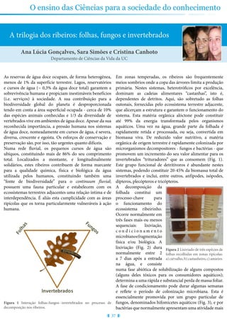 37
O ensino das Ciências para a sociedade do conhecimento
A trilogia dos ribeiros: folhas, fungos e invertebrados
Ana Lúcia Gonçalves, Sara Simões e Cristina Canhoto
Departamento de Ciências da Vida da UC
As reservas de água doce ocupam, de forma heterogénea,
menos de 1% da superfície terrestre. Lagos, reservatórios
e cursos de água (~ 0,3% da água doce total) garantem a
sobrevivência humana e propiciam inestimáveis benefícios
(i.e. serviços) à sociedade. A sua contribuição para a
biodiversidade global do planeta é desproporcionada
tendo em conta a área superficial ocupada - cerca de 10%
das espécies animais conhecidas e 1/3 da diversidade de
vertebrados vive em ambientes de água doce. Apesar da sua
reconhecida importância, a pressão humana nos sistemas
de água doce, nomeadamente em cursos de água, é severa,
diversa, crescente e egoísta. Os esforços de conservação e
preservação são, por isso, tão urgentes quanto difíceis.
Numa rede fluvial, os pequenos cursos de água são
ubíquos, constituindo mais de 86% do seu comprimento
total. Localizados a montante, e longitudinalmente
solidários, estes ribeiros contribuem de forma marcante
para a qualidade química, física e biológica da água
utilizada pelos humanos, constituindo também uma
“fonte de biodiversidade” para o continuum fluvial;
possuem uma fauna particular e estabelecem com os
ecossistemas terrestres adjacentes uma relação íntima e de
interdependência. É aliás esta cumplicidade com as áreas
ripícolas que os torna particularmente vulneráveis à ação
humana.
Figura 1 Interação folhas-fungos--invertebrados no processo de
decomposição nos ribeiros.
Em zonas temperadas, os ribeiros são frequentemente
meios sombrios onde a copa das árvores limita a produção
primária. Nestes sistemas, heterotróficos por excelência,
dominam as cadeias alimentares “castanhas”, isto é,
dependentes de detritos. Aqui, são sobretudo as folhas
outonais, fornecidas pelo ecossistema terrestre adjacente,
que alicerçam a estrutura e garantem o funcionamento do
sistema. Esta matéria orgânica alóctone pode constituir
até 99% da energia transformada pelos organismos
aquáticos. Uma vez na água, grande parte da folhada é
rapidamente retida e processada, ou seja, convertida em
biomassa viva. De reduzido valor nutritivo, a matéria
orgânica de origem terrestre é rapidamente colonizada por
microrganismos decompositores - fungos e bactérias - que
promovem um incremento do seu valor alimentar para os
invertebrados “trituradores” que as consomem (Fig. 1).
Este grupo funcional de detritívoros é abundante nestes
sistemas, podendo constituir 20-45% da biomassa total de
invertebrados e inclui, entre outros, anfípodes, isópodes,
dípteros, plecópteros e tricópteros.
A decomposição da
folhada constitui um
processo-chave para
o funcionamento do
ecossistema ribeirinho.
Ocorre normalmente em
três fases mais ou menos
sequenciais: lixiviação,
c o n d i c i o n a m e n t o
microbianoefragmentação
física e/ou biológica. A
lixiviação (Fig. 2) dura
normalmente entre 2
a 7 dias após a entrada
na água, e consiste
numa fase abiótica de solubilização de alguns compostos
(alguns deles tóxicos para os consumidores aquáticos);
determina a uma rápida e substancial perda de massa foliar.
A fase de condicionamento pode durar algumas semanas
e reflete o período de colonização microbiana. Esta é
essencialmente promovida por um grupo particular de
fungos, denominados hifomicetes aquáticos (Fig. 3), e por
bactérias que normalmente apresentam uma atividade mais
Figura 2 Lixiviado de três espécies de
folhas recolhidas em zonas ripícolas:
a) carvalho, b) castanheiro, c) amieiro.
 