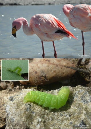 Larva de borboleta
Manuela Lopes
		 Flamingo-da-puna
Aline Ghilardi
 