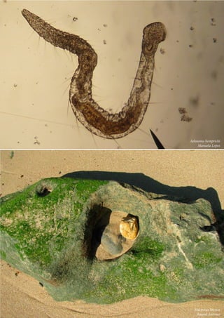 51
		 Aelosoma hemprichi
Manuela Lopes
	 Marmitas litorais
Raquel Antunes
 