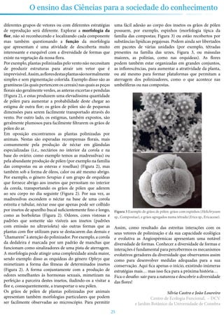 25
O ensino das Ciências para a sociedade do conhecimento
diferentes grupos de vetores ou com diferentes estratégias
de reprodução será diferente. Explorar a morfologia da
flor, não só reconhecendo e localizando cada componente
mas também questionando a função da morfologia
que apresentam é uma atividade de descoberta muito
interessante e exequível com a diversidade de formas que
existe na vegetação da nossa flora.
Por exemplo, plantas polinizadas pelo vento não necessitam
de produzir estruturas para atrair um vetor que é
imprevisível.Assim,asfloresdestasplantassãonormalmente
simples e sem pigmentação colorida. Exemplo disso são as
gramíneas (às quais pertencem os cereais) nas quais as peças
florais são geralmente verdes, as anteras excertas e pendulas
(Figura 2), e estas produzem uma elevadíssima quantidade
de pólen para aumentar a probabilidade deste chegar ao
estigma de outra flor; os grãos de pólen são de pequenas
dimensões para serem facilmente transportado através do
vento. Por outro lado, os estigmas, também expostos, são
geralmente plumosos para facilmente filtrarem os grãos de
pólen do ar.
Em oposição encontramos as plantas polinizadas por
animais. Nestas são esperadas recompensas florais, mais
comummente pela produção de néctar em glândulas
especializadas (i.e., nectários no interior da corola e na
base do ovário; como exemplo temos as madressilvas) ou
pela abundante produção de pólen (por exemplo na família
das compostas ou as estevas e roselhas) (Figura 2), mas
também sob a forma de óleos, calor ou até mesmo abrigo.
Por exemplo, o género Serapias é um grupo de orquídeas
que fornece abrigo aos insetos que pernoitam no interior
da corola, transportando os grãos de pólen que aderem
ao seu corpo no dia seguinte (Figura 2). Por sua vez, as
madressilvas escondem o néctar na base de uma corola
estreita e tubular, néctar esse que apenas pode ser colhido
por insetos de aparelho bucal suficientemente fino e longo,
como as borboletas (Figura 2). Odores, cores vistosas e
padrões que somente são visíveis aos insetos (padrões
com emissão no ultravioleta) são outras formas que as
plantas com flor utilizam para se destacarem das demais e
“chamarem” à atenção do polinizador. Por exemplo, a corola
da dedaleira é marcada por um padrão de manchas que
funcionam como sinalizadores de uma pista de aterragem.
A morfologia pode atingir uma complexidade ainda maior,
sendo exemplo disso as orquídeas do género Ophrys que
mimetizam a forma das fêmeas de determinados insetos
(Figura 2). A forma conjuntamente com a produção de
odores semelhantes às hormonas sexuais, mimetizam na
perfeição a parceira destes insetos, iludindo-os a visitar a
flor e, consequentemente, a transportar o seu pólen.
Os grãos de pólen de plantas polinizadas por animais
apresentam também morfologias particulares que podem
ser facilmente observadas ao microscópio. Para permitir
uma fácil adesão ao corpo dos insetos os grãos de pólen
possuem, por exemplo, espinhos (morfologia típica da
família das compostas; Figura 3) ou estão recobertos por
substâncias lipídicas pegajosas. Podem ainda ser libertados
em pacotes de várias unidades (por exemplo, tétradas
presentes na família das urzes, Figura 3, ou mássulas
maiores, as polínias, como nas orquídeas). As flores
podem também estar organizadas em grandes conjuntos,
as inflorescências, para aumentar a atratividade da planta,
ou até mesmo para formar plataformas que permitam a
aterragem dos polinizadores, como o que acontece nas
umbelíferas ou nas compostas.
Figura 3 Exemplo de grãos de pólen: grãos com espinhos (Helichrysum
sp., Compositae), e grãos agregados numa tétrada (Erica sp., Ericaceae).
Assim, como resultado das estreitas interações com os
seus vetores de polinização e da sua capacidade ecológica
e evolutiva as Angiospérmicas apresentam uma notável
diversidade de formas. Conhecer a diversidade de formas e
interações é fundamental para percebermos os mecanismos
evolutivos geradores da diversidade que observamos assim
como para desenvolver medidas adequadas para a sua
conservação. Aqui fica apenas o início, existindo inúmeras
estratégias mais… mas isso fica para a próxima história…
Fica o desafio: sair para a natureza e descobrir a diversidade
das flores!
Sílvia Castro e João Loureiro
Centro de Ecologia Funcional, – DCV
e Jardim Botânico da Universidade de Coimbra
 