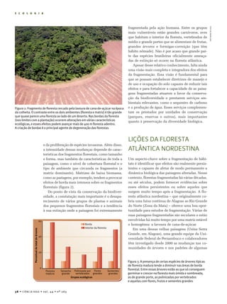 E C O L O G I A




                                                                                    fragmentada pela ação humana. Entre os grupos




                                                                                                                                                 Foto de Inara LeaL
                                                                                    mais vulneráveis estão grandes carnívoros, aves
                                                                                    que habitam o interior da floresta, vertebrados de
                                                                                    médio e grande portes que se alimentam de frutas,
                                                                                    grandes árvores e formigas-correição (que têm
                                                                                    hábito nômade). Não é por acaso que grande par-
                                                                                    te das espécies brasileiras oficialmente ameaça-
                                                                                    das de extinção só ocorre na floresta atlântica.
                                                                                       Apesar desse relativo conhecimento, falta ainda
                                                                                    uma visão mais completa e integradora dos efeitos
                                                                                    da fragmentação. Essa visão é fundamental para
                                                                                    que se possam estabelecer diretrizes de manejo e
                                                                                    de uso e ocupação do solo capazes de reduzir tais
                                                                                    efeitos e para fortalecer a capacidade de as paisa-
                                                                                    gens fragmentadas atuarem a favor da conserva-
                                                                                    ção da biodiversidade e prestarem serviços am-
                                                                                    bientais relevantes, como o sequestro de carbono
Figura 2. Fragmento de floresta cercado pela lavoura de cana-de-açúcar na época     e a produção de água. Esses serviços complemen-
da colheita. O contraste entre os dois ambientes (floresta e matriz) é tão grande   tam os prestados por unidades de conservação
que quase parece uma floresta ao lado de um deserto. Nas bordas da floresta         (parques, reservas e outros), mais importantes
(nos limites com a plantação) ocorrem alterações em várias características          quanto à preservação da diversidade biológica.
ecológicas, e esses efeitos podem avançar mais de 400 m floresta adentro.
A criação de bordas é o principal agente de degeneração das florestas


                                                                                    Lições da fLoresta
                     e da proliferação de espécies invasoras. Além disso,
                     a intensidade dessas mudanças depende de carac-                atLântica nordestina
                     terísticas dos fragmentos florestais, como tamanho
                     e forma, mas também de características de toda a               Um aspecto-chave sobre a fragmentação de hábi-
                     paisagem, como o nível de cobertura florestal e o              tats é identificar que efeitos são realmente persis-
                     tipo de ambiente que circunda os fragmentos (a                 tentes e capazes de afetar de modo permanente a
                     matriz dominante). Matrizes de baixa biomassa,                 dinâmica biológica das paisagens alteradas. Nesse
                     como as pastagens, por exemplo, tendem a provocar              contexto, florestas fragmentadas há várias décadas,
                     efeitos de borda mais intensos sobre os fragmentos             ou até séculos, podem fornecer evidências sobre
                     florestais (figura 2).                                         esses efeitos persistentes ou sobre aqueles que
                        Do ponto de vista da conservação da biodiver-               surgem muito tempo após a fragmentação. A flo-
                     sidade, a constatação mais importante é o desapa-              resta atlântica nordestina – que originalmente co-
                     recimento de vários grupos de plantas e animais                bria uma faixa contínua de Alagoas ao Rio Grande
                     dos pequenos fragmentos florestais e a tendência               do Norte (Zona da Mata) – oferece uma boa opor-
                     à sua extinção onde a paisagem foi extremamente                tunidade para estudos de fragmentação. Várias de
                                                                                    suas paisagens fragmentadas são seculares e estão
                                                                                    envolvidas há muito tempo por uma matriz estável
                                                                                    e homogênea: a lavoura de cana-de-açúcar.
                                                                                       Em uma dessas velhas paisagens (Usina Serra
                                                                                    Grande, em Alagoas), uma grande equipe da Uni-
                                                                                    versidade Federal de Pernambuco e colaboradores
                                                                                    têm investigado desde 2000 as mudanças nas co-
                                                                                    munidades de árvores e nos padrões de algumas


                                                                                    Figura 3. A presença de certas espécies de árvores típicas
                                                                                    de floresta madura tende a diminuir nas áreas de borda
                                                                                    florestal. Entre essas árvores estão as que só conseguem
                                                                                    germinar e crescer na floresta mais úmida e sombreada,
                                                                                    as de grande porte, as polinizadas por vertebrados
                                                                                    e aquelas com flores, frutos e sementes grandes


3 8 • CiênCia Hoje • vol . 4 4 • nº 263
 