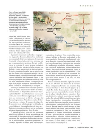 E C O L O G I A




Figura 4. A maior quantidade
de plantas pioneiras, menos
resistentes às saúvas, e a redução
da diversidade e da densidade
de predadores provocam o aumento
da densidade dessas formigas
nas bordas de floresta. Com mais
alimento e menos inimigos naturais,
a densidade das populações
de saúvas chega a ser 20 vezes
maior que em florestas maduras
e conservadas


interações planta-animal asso-
ciadas à fragmentação e à cria-
ção de bordas florestais. Estudos
em 30 fragmentos florestais,
incluindo a Mata de Coimbra (o
maior remanescente da floresta
atlântica na região, com 3,5 mil
hectares) deram origem a pelo
menos três achados relevantes.
   O primeiro é o de que, nas bordas e em peque-      cortadeiras do gênero Atta, conhecidas como
nos fragmentos florestais, há drásticas mudanças      saúvas, habitam as florestas neotropicais e têm
na comunidade de árvores: a riqueza de espécies       suas populações fortemente reguladas pela ofer-
é reduzida pela metade, as árvores pioneiras (as      ta de alimentos (controle base-topo) e pela preda-
que ocupam primeiro as áreas abertas) prolife-        ção (controle topo-base). Na floresta não perturba-
ram e as espécies de outros grupos ecológicos         da, predominam as plantas tolerantes à sombra
típicos de florestas não perturbadas entram em        que, em geral, apresentam muitas defesas quí-
declínio – como, por exemplo, as árvores de gran-     micas e estruturais contra herbívoros, como as
de porte, aquelas polinizadas por vertebrados, as     saúvas. Entretanto, com a fragmentação e a cria-
que têm flores, frutos e sementes grandes e as in-    ção das bordas, ampliam-se os ambientes ilu-
tolerantes a altos níveis de luminosidade, situação   minados que favorecem as plantas pioneiras, as
comum nas bordas dos fragmentos (figura 3). Na        quais têm menos defesas e, por isso, são mais
escala da paisagem, os fragmentos tornam-se cada      atacadas pelas saúvas.
vez mais semelhantes quanto à composição de              A maior oferta de alimentos explicaria aumen-
espécies e grupos ecológicos, fenômeno que po-        tos de até 20 vezes na densidade de colônias
demos chamar de homogeneização biológica.             dessas formigas nas bordas e nos pequenos frag-
   Mudanças microclimáticas causadas pela for-        mentos florestais de Serra Grande (figura 4). O
mação de bordas (os chamados ‘efeitos de borda’),     estudo dos efeitos dessa explosão sobre a floresta
como aumento na disponibilidade de luz, desse-        apenas começou, mas eles incluem maior destrui-
cação do hábitat e maior turbulência causada por      ção de folhas, plântulas, frutos e sementes e aber-
ventos, são provavelmente os principais mecanis-      tura de clareiras naturais (associadas aos grandes
mos que impulsionam a drástica alteração da           ninhos das saúvas). Já foi constatado que a criação
floresta fragmentada. Além desses efeitos de bor-     dessas clareiras altera o microclima do sub-bos-
da primários, o colapso de serviços de dispersão      que (a região abaixo das copas das árvores maiores),
de sementes e de polinização por vertebrados, a       principalmente a quantidade de luz que alcança o
competição com plantas pioneiras e a maior pre-       chão da floresta. Mais luz e mais ataques às plan-
dação de sementes contribuem para as mudanças         tas no entorno dos ninhos parecem afetar drasti-
até agora documentadas em Serra Grande.               camente a composição da flora e o processo de
   O segundo achado é o de que, em ambientes          regeneração da floresta. Investigamos a hipótese
afetados por efeitos de borda, as mudanças na         de que a proliferação de saúvas intensifica as
comunidade de árvores ocorrem em paralelo com         modificações do ambiente florestal ao longo das
a explosão das populações de formigas-cortadei-       bordas e nos pequenos fragmentos, e o resultado,
ras, e provavelmente o primeiro problema é a          em síntese, é: mais borda → mais saúva, mais
causa do segundo. De forma geral, as formigas-        saúva → mais borda (figura 5).                       


                                                                                       setembro de 20 0 9 • CiênCia Hoje • 39
 