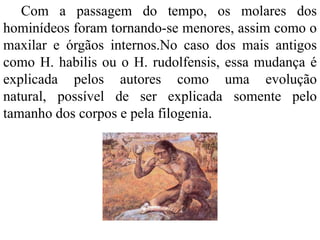 Com a passagem do tempo, os molares dos
hominídeos foram tornando-se menores, assim como o
maxilar e órgãos internos.No caso dos mais antigos
como H. habilis ou o H. rudolfensis, essa mudança é
explicada pelos autores como uma evolução
natural, possível de ser explicada somente pelo
tamanho dos corpos e pela filogenia.
 
