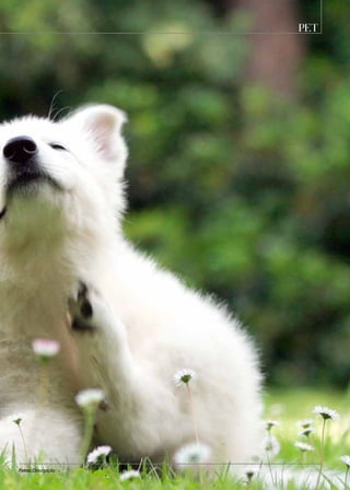 PET
Fotos: Divulgação
 