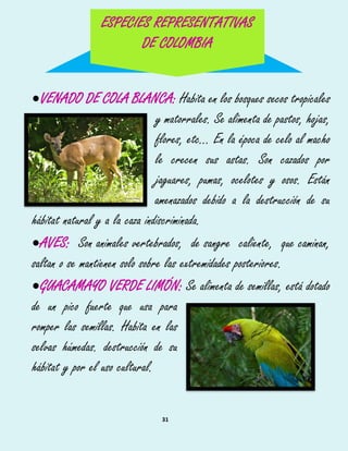 31
VENADO DE COLA BLANCA: Habita en los bosques secos tropicales
y matorrales. Se alimenta de pastos, hojas,652
flores, etc... En la época de celo al macho653
le crecen sus astas. Son cazados por654
jaguares, pumas, ocelotes y osos. Están655
amenazados debido a la destrucción de su656
hábitat natural y a la caza indiscriminada.
AVES: Son animales vertebrados, de sangre caliente, que caminan,
saltan o se mantienen solo sobre las extremidades posteriores.
GUACAMAYO VERDE LIMÓN: Se alimenta de semillas, está dotado
de un pico fuerte que usa para
romper las semillas. Habita en las
selvas húmedas. destrucción de su
hábitat y por el uso cultural.
ESPECIES REPRESENTATIVAS
DE COLOMBIA
 