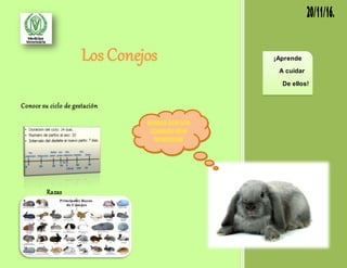 LosConejos
Conoce su ciclo de gestación
Razas
¡Aprende
A cuidar
De ellos!
 