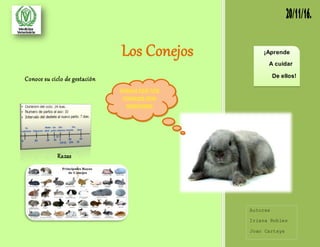 Los Conejos
Conoce su ciclo de gestación
Razas
¡Aprende
A cuidar
De ellos!
Autores
Iriana Robles
Joao Cartaya
 