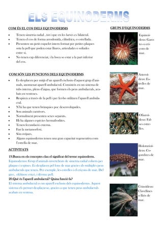 COM ÉS EL COS DELS EQUINODERMS                                               GRUPS D’EQUINODERMS

    Tenen simetria radial , tot i que en les larves es bilateral.                        Equinoï-
    Tenen el cos de forma arrodonida, cilíndrica, o estrellada.                          deus: Garo-
    Presenten un petit esquelet intern format per petites plaques                        tes o eri-
     sota la pell que poden estar lliures, articulades o soltades                         çons de
     entre si.                                                                            mar.
    No tenen cap diferenciat, i la boca so estar a la part inferior
     del cos.


COM SÓN LES FUNCIONS DELS EQUINODERMS                                                     Asteroï-
    Es desplacen per mitjà d’un aparell exclusiu d’aquest grup d’ani-                    deus: Es-
     mals, anomenat aparell ambulacral. Consisteix en un sistema de                       trelles de
     tubs interns, plens d’aigua, que formen els peus ambulacrals, aca-                   mar.
     bats en ventoses.
    Respiren a través de la pell i per fer-ho utilitzen l’aparell ambula-
     cral.
    N’hi ha que tenen brànquies poc desenvolupades.
    Son animals carnívors.
    Normalment presenten sexes separats.                                                 Ofiuroï-
    Hi ha algunes espècies hermafrodites.                                                deus: Fal-
    Tenen fecundació externa.                                                            ses estre-
    Fan la metamorfosi.                                                                  lles.
    Són ovípars.
    Alguns equinoderms tenen una gran capacitat regenerativa com
     l’estrella de mar.
                                                                                          Holoturioï-
ACTIVITATS                                                                                deus: Co-
                                                                                          gombres de
19.Busca en els conceptes clau el significat del terme equinoderm.
                                                                                          mar.
Equinoderms: Grup d’animals invertebrats de simetria radial coberts per
plaques i espines. Es desplacen pel fons de mar gracies als múltiples peus
ambulacrals que tenen. Per exemple, les estrelles i el eriçons de mar. Del
grec, ekhînos: eriçó, i dérma: pell.
20.Què és l’aparell ambulacral? Quina funció fa?
El sistema ambulacral es un aparell exclusiu dels equinoderms. Aquest
sistema els permet desplaçar-se, gracies a que tenen peus ambulacrals                     Crinoïdeus:
acabats en ventosa.                                                                       Clavellines
                                                                                          o lliris de
                                                                                          mar.
 