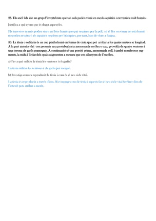 28. Els anèl·lids són un grup d’invertebrats que tan sols poden viure en medis aquàtics o terrestres molt humits.

Justifica a què creus que és degut aquest fet.

Els terrestres només poden viure en llocs humits perquè respiren per la pell, i si el lloc on viuen no està humit
no poden respirar i els aquàtics respiren per brànquies, per tant, han de viure a l’aigua.

30. La tènia o solitària és un cuc platihelmint en forma de cinta que pot arribar a fer quatre metres se longitud.
A la part anterior del cos presenta una protuberància anomenada escòlex o cap, proveïda de quatre ventoses i
una corona de garfis punxeguts. A continuació té una porció prima, anomenada coll, i també nombrosos seg-
ments, la mida i l’edat dels quals augmenten a mesura que ens allunyem de l’escòlex.

a) Per a què utilitza la tènia les ventoses i els garfis?

La tènia utilitza les ventoses i els garfis per menjar.

b) Investiga com es reprodueix la tènia i com és el seu cicle vital.

La tènia és reprodueix a través d’ous. Si et menges ous de tènia i aquests fan el seu cicle vital (créixer dins de
l’intestí) pots arribar a morir.
 