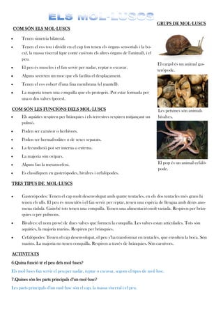 GRUPS DE MOL·LUSCS
    COM SÓN ELS MOL·LUSCS

      Tenen simetria bilateral.
      Tenen el cos tou i dividit en el cap (on tenen els òrgans sensorials i la bo-
       ca), la massa visceral (que conté casi tots els altres òrgans de l’animal), i el
       peu.
                                                                                          El cargol és un animal gas-
      El peu és musclos i el fan servir per nadar, reptar o excavar.
                                                                                          teròpode.
      Alguns secreten un moc que els facilita el desplaçament.
      Tenen el cos cobert d’una fina membrana (el mantell).
      La majoria tenen una conquilla que els protegeix. Pot estar formada per
       una o dos valves (peces).

COM SÓN LES FUNCIONS DELS MOL·LUSCS                                                       Les petxines són animals
      Els aquàtics respiren per brànquies i els terrestres respiren mitjançant un        bivalves.
       pulmó.
      Poden ser carnívor o herbívors.
      Poden ser hermafrodites o de sexes separats.
      La fecundació pot ser interna o externa.
      La majoria són ovípars.
      Alguns fan la metamorfosi.                                                         El pop és un animal cefalò-
                                                                                          pode.
      Es classifiquen en gasteròpodes, bivalves i cefalòpodes.

TRES TIPUS DE MOL·LUSCS

      Gasteròpodes: Tenen el cap molt desenvolupat amb quatre tentacles, en els dos tentacles més grans hi
       tenen els ulls. El peu és musculós i el fan servir per reptar, tenen una espècia de llengua amb dents ano-
       mena ràdula. Gairebé tots tenen una conquilla. Tenen una alimentació molt variada. Respiren per bràn-
       quies o per pulmons.
      Bivalves: el nom prové de dues valves que formen la conquilla. Les valves estan articulades. Tots són
       aquàtics, la majoria marins. Respiren per brànquies.
      Cefalòpodes: Tenen el cap desenvolupat, el peu s’ha transformat en tentacles, que envolten la boca. Són
       marins. La majoria no tenen conquilla. Respiren a través de brànquies. Són carnívors.

ACTIVITATS
6.Quina funció té el peu dels mol·luscs?
Els mol·luscs fan servir el peu per nadar, reptar o excavar, segons el tipus de mol·lusc.
7.Quines són les parts principals d’un mol·lusc?
Les parts principals d’un mol·lusc són el cap, la massa visceral i el peu.
 