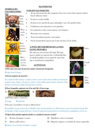 ELS INSECTES
APARELLS BU-
                                 COM SÓN ELS INSECTES
CALS DELS INSEC-
                                   Al cap solen tenir dos ulls compostos dos o tres ocels i dues antenes amb la
TES
              Boca                  funció olfactiva i tàctil.
              mas-                  La boca es molt variable.
              tega-
                                    El tòrax té tres parells de potes articulades i un o dos parells d’ales.
              dora.
                                    L’abdomen està segmentat i no té apèndixs.
                      Boca          La respiració es duu a terme gràcies a les tràquees.
                      xucla-
                                    Presenten sexes separats.
                      dora.
                                    Tenen fecundació interna i són ovípars.
                                    Fan la metamorfosi i passen per la fase de larva i la de nimfa.
                     Boca
                     mosse-
                                    A FONS, METAMORFOSI DE LA PAPA-
                     gadora i                                                                                   Larva
                                    LLONA MONARCA
                     llepado-
                                    De cada ou, surt una larva (l’eruga). D’eruga
                     ra.
                                    passa a nimfa i en aquesta fase s’embolcalla dins
                      Boca          el capoll (crisàlide) i fa un seguit de canvis fins
                      picado-       que es transforma en papallona.
                      ra i xu-                                                                                  Crisàli-
                      cladora.            ACTIVITATS                                                            de.
13.Per què creus que els insectes també s’anomenen hexàpodes.
Perquè tenen 6 potes.
14.Com respiren els insectes?
                                                                                                                Papa-
La respiració dels insectes es duu a terme a través d’uns tubs ramificats anomenats                             llona
tràquees, que s’obren a l’exterior a través d’uns orificis petits situats sobretot a l’ab-                      adulta
domen, encara que també n’hi pot haver al tòrax.
29.Les fotografies següents són d’un anèl·lid i d’una eruga.
A)                                      B)

a) Identifica quin és cadascun.
A) eruga        B) anèl·lid
b) En que s’assemblen i en que es diferencien?
S’assemblen en que tenen el cos cilíndric i que són invertebrats i es diferencien en que un pertany al grup dels
artròpodes i l’altre al grup dels cucs. A més l’eruga fa la metamorfosi i es transforma en papallona i el cuc no.
37.Quin dels animals següents també es consideren insectes socials?
A)    Tèrmits, formigues i vespes.                          B) Papallones, arnes i escarabats
C)    Xinxes, polls i puces.                                 D) Llagostes, pugons i escarabats de cuina o paneroles
Resposta: la a: tèrmits, formigues i vespes.
 