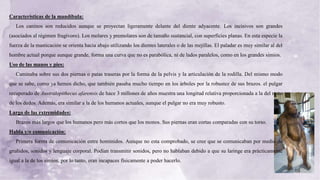 10
Características de la mandíbula:
Los caninos son reducidos aunque se proyectan ligeramente delante del diente adyacente. Los incisivos son grandes
(asociados al régimen frugívoro). Los molares y premolares son de tamaño sustancial, con superficies planas. En esta especie la
fuerza de la masticación se orienta hacia abajo utilizando los dientes laterales o de las mejillas. El paladar es muy similar al del
hombre actual porque aunque grande, forma una curva que no es parabólica, ni de lados paralelos, como en los grandes simios.
Uso de las manos y pies:
Caminaba sobre sus dos piernas o patas traseras por la forma de la pelvis y la articulación de la rodilla. Del mismo modo
que se sabe, como ya hemos dicho, que también pasaba mucho tiempo en los árboles por la robustez de sus brazos. el pulgar
recuperado de Australopithecus afarensis de hace 3 millones de años muestra una longitud relativa proporcionada a la del resto
de los dedos. Además, era similar a la de los humanos actuales, aunque el pulgar no era muy robusto.
Largo de las extremidades:
Brazos más largos que los humanos pero más cortos que los monos. Sus piernas eran cortas comparadas con su torso.
Habla y/o comunicación:
Primera forma de comunicación entre homínidos. Aunque no esta comprobado, se cree que se comunicaban por medio de
gruñidos, sonidos y lenguaje corporal. Podían transmitir sonidos, pero no hablaban debido a que su laringe era prácticamente
igual a la de los simios, por lo tanto, eran incapaces físicamente a poder hacerlo.
 