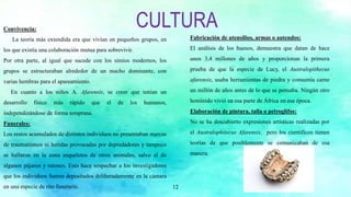 12
CULTURAConvivencia:
La teoría más extendida era que vivían en pequeños grupos, en
los que existía una colaboración mutua para sobrevivir.
Por otra parte, al igual que sucede con los simios modernos, los
grupos se estructuraban alrededor de un macho dominante, con
varias hembras para el apareamiento.
En cuanto a los niños A. Afarensis, se creer que tenían un
desarrollo físico más rápido que el de los humanos,
independizándose de forma temprana.
Funerales:
Los restos acumulados de distintos individuos no presentaban marcas
de traumatismos ni heridas provocadas por depredadores y tampoco
se hallaron en la zona esqueletos de otros animales, salvo el de
algunos pájaros y ratones. Esto hace sospechar a los investigadores
que los individuos fueron depositados deliberadamente en la cámara
en una especie de rito funerario.
Fabricación de utensilios, armas o autendos:
El análisis de los huesos, demuestra que datan de hace
unos 3,4 millones de años y proporcionan la primera
prueba de que la especie de Lucy, el Australopithecus
afarensis, usaba herramientas de piedra y consumía carne
un millón de años antes de lo que se pensaba. Ningún otro
homínido vivió en esa parte de África en esa época.
Elaboración de pintura, talla o petroglifos:
No se ha descubierto expresiones artísticas realizadas por
el Australophitecus Afarensis, pero los científicos tienen
teorías de que posiblemente se comunicaban de esa
manera.
 