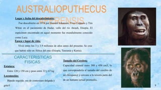 9
AUSTRALIOPUTHECUS
AFERENSIS
Lugar y fecha del descubrimiento:
Fue descubierto en 1974 por Donald Johanson, Yves Coppens y Tim
White en el yacimiento de Hadar, valle del río Awash, Etiopía. El
espécimen encontrado en aquel momento fue mundialmente conocido
como Lucy.
Época y lugar de vida:
Vivió entre los 3 y 3.9 millones de años antes del presente. Se cree
que habitó sólo en África del este (Etiopía, Tanzania y Kenia).
CARACTERISTICAS
FISICAS:
Estatura:
Entre 120 y 150 cm y peso entre 33 y 67 kg
Locomoción:
Bípedo erguido, era de contextura delgada y
grácil
Tamaño del Cerebro:
Capacidad craneal entre 380 y 450 cm3, lo
que correspondería al tamaño del cerebro de
un chimpancé y cercano a la tercera parte del
de un humano actual promedio.
 