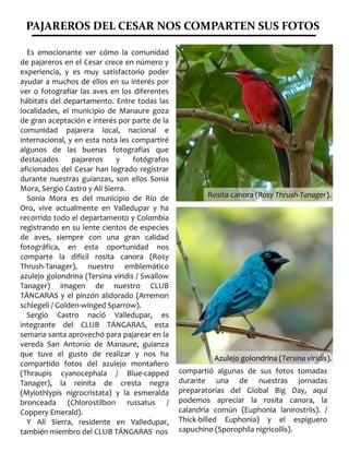 PAJAREROS DEL CESAR NOS COMPARTEN SUS FOTOS
Es emocionante ver cómo la comunidad
de pajareros en el Cesar crece en número y
experiencia, y es muy satisfactorio poder
ayudar a muchos de ellos en su interés por
ver o fotografiar las aves en los diferentes
hábitats del departamento. Entre todas las
localidades, el municipio de Manaure goza
de gran aceptación e interés por parte de la
comunidad pajarera local, nacional e
internacional, y en esta nota les compartiré
algunos de las buenas fotografías que
destacados pajareros y fotógrafos
aficionados del Cesar han logrado registrar
durante nuestras guianzas, son ellos Sonia
Mora, Sergio Castro y Alí Sierra.
Sonia Mora es del municipio de Río de
Oro, vive actualmente en Valledupar y ha
recorrido todo el departamento y Colombia
registrando en su lente cientos de especies
de aves, siempre con una gran calidad
fotográfica, en esta oportunidad nos
comparte la difícil rosita canora (Rosy
Thrush-Tanager), nuestro emblemático
azulejo golondrina (Tersina viridis / Swallow
Tanager) imagen de nuestro CLUB
TÁNGARAS y el pinzón alidorado (Arremon
schlegeli / Golden-winged Sparrow).
Sergio Castro nació Valledupar, es
integrante del CLUB TÁNGARAS, esta
semana santa aprovechó para pajarear en la
vereda San Antonio de Manaure, guianza
que tuve el gusto de realizar y nos ha
compartido fotos del azulejo montañero
(Thraupis cyanocephala / Blue-capped
Tanager), la reinita de cresta negra
(Myiothlypis nigrocristata) y la esmeralda
bronceada (Chlorostilbon russatus /
Coppery Emerald).
Y Alí Sierra, residente en Valledupar,
también miembro del CLUB TÁNGARAS nos
compartió algunas de sus fotos tomadas
durante una de nuestras jornadas
preparatorias del Global Big Day, aquí
podemos apreciar la rosita canora, la
calandria común (Euphonia lanirostriis). /
Thick-billed Euphonia) y el espiguero
capuchino (Sporophila nigricollis).
Rosita canora (Rosita canora (Rosy Thrush-TanagerRosy Thrush-Tanager).).
Azulejo golondrina (Azulejo golondrina (Tersina viridisTersina viridis).).
 