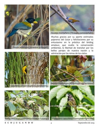 Muchas gracias por su aporte estimados
pajareros del Cesar y felicitaciones por su
entusiasmo en la práctica del birding
amateur, que exalta la conservación
ambiental, la libertad de transitar por los
bellos parajes de nuestra nación y la
admiración por las reinas de los cielos.
E C O J U G A N D O 4 Septiembre de 2019
Pinzón alidorado (Arremon schlegeli).Pinzón alidorado (Arremon schlegeli).
Reinita crestinegra (Reinita crestinegra (Myiothlypis nigrocristataMyiothlypis nigrocristata).).
Esmeralda bronceada (Esmeralda bronceada (Chlorostilbon russatusChlorostilbon russatus).).
Azulejo montañero (Azulejo montañero (Thraupis cyanocephalaThraupis cyanocephala).).
Espiguero capuchino (Espiguero capuchino (Sporophila nigricollisSporophila nigricollis).).
Calandria común (Calandria común (Euphonia laniirostrisEuphonia laniirostris).).
 