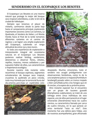 SENDERISMO EN EL ECOPARQUE LOS BESOTES
El Ecoparque Los Besotes es una reserva
natural que protege lo mejor del bosque
seco tropical colombiano, a sólo 10 km de la
ciudad de Valledupar.
Siempre que tenemos el placer de
visitarlo, caminamos desde la parte baja
hasta el campamento principal, explorando
importantes sectores como Los Carretos, La
Quebrada, el Sendero de Heber y el Monte
Horeb; hacia el final de la tarde tomamos
diferentes variantes en el camino de
regreso y así lograr una amplia exploración
del Ecoparque, cubriendo un rango
altitudinal de entre 250 y 600 msnm.
Es toda una experiencia de exploración e
interpretación integral del ecosistema
natural; en el Ecoparque Los Besotes
podemos realizar birding, senderismo,
detenernos a observar flores, árboles,
reptiles, insectos, monos aulladores y por
supuesto hablar de ellos, sus características
e importancia ecológica.
Durante nuestra más reciente visita
recorrimos el bosque espinoso, segmentos
exhuberantes de bosque seco tropical,
cruzamos la quebrada un poco crecida,
todo muy húmedo por la torrencial lluvia del
día anterior, pero bajo un espléndido cielo
despejado. Muchas emociones, todo el
sendero nos acogió pródigamente con
observaciones fantásticas, como la de la
una serpiente patoco o mapaná (Porthidium
lansbergii) posada sobre un tronco mojado
y bien camuflada junto a los hongos que en
él crecían, a la espera de su próxima presa.
Otro instante especial fue el encuentro
con un grupo de tucanes guasalé
(Ramphastos sulphuratos), se trató de una
refriega entre cinco individuos de esta
especie, uno de ellos permaneció en el lugar
entonando (literalmente) hacia los cuatro
vientos, su característico llamado por cerca
de cuatro minutos, en lo que parecía un
aviso territorial “esto es mío”. Este
momento fue una delicia para Felipe, uno
de nuestros acompañantes, gran aficionado
Nuestros clientes Leah y Felipe, de Inglaterra.Nuestros clientes Leah y Felipe, de Inglaterra.
Serpiente patoco (Serpiente patoco (Porthidium lansbergiiPorthidium lansbergii).).
 