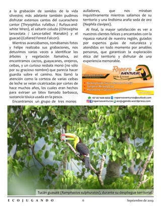 a la grabación de sonidos de la vida
silvestre; más adelante también pudimos
disfrutar extensos cantos del cucarachero
cantor (Thryophilus rufalbus / Rufous-and-
white Wren), el saltarín coludo (Chiroxiphia
lanceolata / Lance-tailed Manakin) y el
guacaó (Collared Forest-Falcon).
aulladores, que nos miraban
inquisitivamente mientras salíamos de su
territorio y una lindísima araña seda de oro
(Nephila clavipes).
Al final, la mayor satisfacción es ver a
nuestros clientes felices y encantados con la
riqueza natural de nuestra región, guiados
por expertos guías de naturaleza y
atendidos en todo momento por amables
personas, que garantizan la exploración
ética del territorio y disfrutar de una
experiencia memorable.
Mientras avanzábamos, tomábamos fotos
y Felipe realizaba sus grabaciones, nos
detuvimos varias veces a identificar los
árboles y vegetación llamativa, así
encontramos cactos, guayacanes, orejeros,
ceibas, y un curioso resbala mono (no sólo
por su gracioso nombre) que parecía hacer
guardia sobre el camino. Nos llamó la
atención como la corteza de varias ceibas
de leche se veían cicatrizadas por cortes de
hace muchos años, los cuales eran hechos
para extraer un látex llamado barbasco,
sustancia tóxica usada en la pesca.
Encontramos un grupo de tres monos
E C O J U G A N D O 6 Septiembre de 2019
Tucán guasalé (Tucán guasalé (Ramphastos sulphuratosRamphastos sulphuratos), durante su despliegue territorial.), durante su despliegue territorial.
 