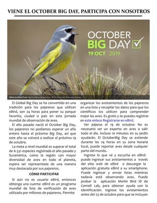 VIENE EL OCTOBER BIG DAY, PARTICIPA CON NOSOTROS
El Global Big Day se ha convertido en una
tradición para los pajareros que utilizan
eBird, son 24 horas para poner su parque
favorito, ciudad o país en esta jornada
mundial de observación de aves.
El año pasado nació el October Big Day,
los pajareros no podíamos esperar un año
entero hasta el próximo Big Day, así que
este año se volverá a realizar el próximo 19
de octubre.
La meta a nivel mundial es superar el total
de 6.331 especies registrada el año pasado y
Suramérica, como la región con mayor
diversidad de aves en todo el planeta,
espera ser representada de una manera
muy destacada por sus pajareros.
CÓMO PARTICIPAR
Si aún no es usuario eBird, entonces
obtenga una cuenta: eBird es un programa
mundial de lista de verificación de aves
utilizado por millones de pajareros. Permite
organizar los avistamientos de los pajareros
en una lista y recopilar los datos para que los
científicos los utilicen para comprender
mejor las aves. Es gratis y te puedes registrar
en este enlace Registrarse en eBird.
Ver pájaros el 19 de octubre: No es
necesario ser un experto en aves o salir
todo el día. Incluso 10 minutos en su jardín
ayudarán. El OctoberBig Day se extiende
durante las 24 horas en su zona horaria
local, puede reportar aves desde cualquier
parte del mundo.
Ingrese lo que ve y escucha en eBird:
puede ingresar sus avistamientos a través
del sitio web de eBird o descargar la
aplicación gratuita eBird a su smartphone.
Puede ingresar y enviar listas mientras
todavía está observando aves. Puede
probar la aplicación Merlin Bird ID de
Cornell Lab, para obtener ayuda con la
identificación. Ingrese los avistamientos
antes del 23 de octubre para que se incluyan
 