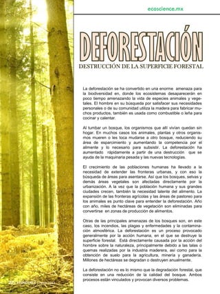 22 | ECOSCIENCE | Junio 2013
ecoscience.mx
La deforestación se ha convertido en una enorme amenaza para
la biodiversidad en, donde los ecosistemas desaparecerán en
poco tiempo amenazando la vida de especies animales y vege-
tales. El hombre en su búsqueda por satisfacer sus necesidades
personales o de su comunidad utiliza la madera para fabricar mu-
chos productos, también es usada como combustible o leña para
cocinar y calentar.
Al tumbar un bosque, los organismos que allí vivían quedan sin
hogar. En muchos casos los animales, plantas y otros organis-
mos mueren o les toca mudarse a otro bosque, reduciendo su
área de esparcimiento y aumentando la competencia por el
alimente y lo necesario para subsistir. La deforestación ha
aumentado rápidamente a partir de una destrucción que se
ayuda de la maquinaria pesada y las nuevas tecnologías.
El crecimiento de las poblaciones humanas ha llevado a la
necesidad de extender las fronteras urbanas, y con eso la
búsqueda de áreas para asentarse. Así que los bosques, selvas y
demás áreas vegetales son afectadas directamente por la
urbanización. A la vez que la población humana y sus grandes
ciudades crecen, también la necesidad latente del alimento. La
expansión de las fronteras agrícolas y las áreas de pastoreo para
los animales es punto clave para entender la deforestación. Año
con año, miles de hectáreas de vegetación son eliminadas para
convertirse en zonas de producción de alimentos.
Otras de las principales amenazas de los bosques son, en este
caso, los incendios, las plagas y enfermedades y la contamina-
ción atmosférica. La deforestación es un proceso provocado
generalmente por la acción humana, en el que se destruye la
superficie forestal. Está directamente causada por la acción del
hombre sobre la naturaleza, principalmente debido a las talas o
quemas realizadas por la industria maderera, así como para la
obtención de suelo para la agricultura, minería y ganadería.
Millones de hectáreas se degradan o destruyen anualmente.
La deforestación no es lo mismo que la degradación forestal, que
consiste en una reducción de la calidad del bosque. Ambos
procesos están vinculados y provocan diversos problemas.
DESTRUCCIÓN DE LA SUPERFICIE FORESTAL
 