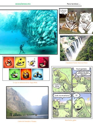 Para terminar…ecoscience.mx
Lo que no sabíamos de los Angry Birds.
Bien hecho, galán.
Cañón del Sumidero, Chiapas.
Cascada de Tamul, San Luis Potosí.
 