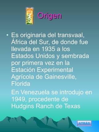 Origen Es originaria del transvaal, África del Sur, de donde fue llevada en 1935 a los Estados Unidos y sembrada por primera vez en la Estación Experimental Agrícola de Gainesville, Florida En Venezuela se introdujo en 1949, procedente de Hudgins Ranch de Texas ATRÁS 