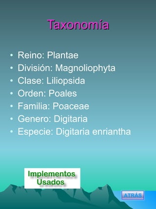 Taxonomía Reino: Plantae División: Magnoliophyta Clase: Liliopsida Orden: Poales Familia: Poaceae Genero: Digitaria Especie: Digitaria enriantha ATRÁS 