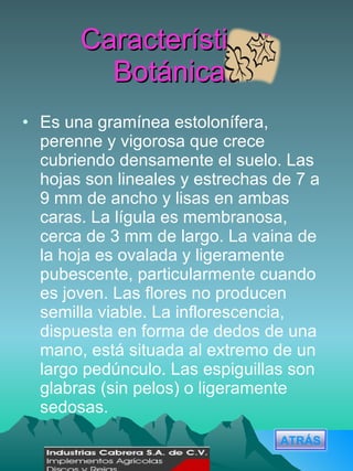 Características Botánicas Es una gramínea estolonífera, perenne y vigorosa que crece cubriendo densamente el suelo. Las hojas son lineales y estrechas de 7 a 9 mm de ancho y lisas en ambas caras. La lígula es membranosa, cerca de 3 mm de largo. La vaina de la hoja es ovalada y ligeramente pubescente, particularmente cuando es joven. Las flores no producen semilla viable. La inflorescencia, dispuesta en forma de dedos de una mano, está situada al extremo de un largo pedúnculo. Las espiguillas son glabras (sin pelos) o ligeramente sedosas. ATRÁS 