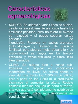 Características agroecológicas SUELOS: Se adapta a varios tipos de suelos, desde los excesivamente arenosos hasta los arcillosos-pesados, pero no tolera el exceso de humedad y sí puede soportar cortos períodos de inundación. Prospera en suelos arenosos (Edo..Monagas y Bolívar), de mediana fertilidad, pero alcanza mejor desarrollo y su productividad es mayor en los franco-arenosos y franco-arcillosos y sobre todo bien drenados. CLIMA: Se adapta bien a zonas sub-tropicales o tropical en condiciones moderadas de lluvia. Se cultiva desde el nivel del mar hasta los 2.000 m de altitud, pero a partir de los 1.200 m la producción disminuye al aumentar la altura. Resiste bastante bien las sequías de corta duración, una vez que está completamente establecida en el terreno. crece muy lentamente en condiciones frías ATRÁS 