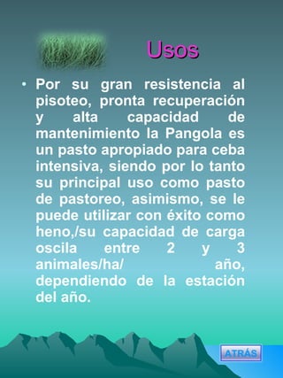 Usos Por su gran resistencia al pisoteo, pronta recuperación y alta capacidad de mantenimiento la Pangola es un pasto apropiado para ceba intensiva, siendo por lo tanto su principal uso como pasto de pastoreo, asimismo, se le puede utilizar con éxito como heno,/su capacidad de carga oscila entre 2 y 3 animales/ha/ año, dependiendo de la estación del año. ATRÁS 