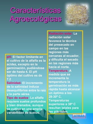 Características Agroecológicas Radiación solar.   La radiación solar favorece la técnica del presecado en campo en las regiones más cercanas al ecuador, y dificulta el secado en las regiones más hacia el norte. Temperatura.   A medida que se incrementa la temperatura la germinación es más rápida hasta alcanzar un óptimo a los 28-30º C. Temperaturas superiores a 38º C resultan letales para las plántulas. pH.  El factor limitante en el cultivo de la alfalfa es la acidez, excepto en la germinación, pudiéndose ser de hasta 4. El pH óptimo del cultivo es de 7.2 Salinidad.  El incremento de la salinidad induce desequilibrios entre la raíz y la parte aérea. Tipo de suelos .  La alfalfa requiere suelos profundos y bien drenados, aunque se cultiva en una amplia variabilidad de suelos. ATRÁS 