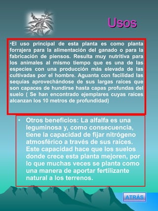 Usos Otros beneficios: La alfalfa es una leguminosa y, como consecuencia, tiene la capacidad de fijar nitrógeno atmosférico a través de sus raíces. Este capacidad hace que los suelos donde crece esta planta mejoren, por lo que muchas veces se planta como una manera de aportar fertilizante natural a los terrenos. El uso principal de esta planta es como planta forrajera para la alimentación del ganado o para la fabricación de piensos. Resulta muy nutritiva para los animales al mismo tiempo que es una de las especies con una producción más elevada de las cultivadas por el hombre. Aguanta con facilidad las sequías aprovechándose de sus largas raíces que son capaces de hundirse hasta capas profundas del suelo ( Se han encontrado ejemplares cuyas raíces alcanzan los 10 metros de profundidad) ATRÁS 