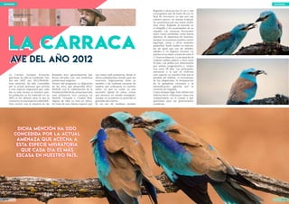 objetivo natural
La Carraca europea (Coracias
garrulus), ha sido la nombrada “Ave
del año 2012” por SEO/BirdLife.
Esta mención, ha sido concedida
por la actual amenaza que acecha
a esta especie migratoria que cada
día es más escasa en nuestro país.
Su población se ha reducido en un
40% en los últimos años lo que la
convierte en una especie vulnerable.
Esto ocurre con la mayoría de las
llamadas aves agroesteparias que
llevan décadas con una tendencia
poblacional negativa.
Dentro del programa La Migración
de las Aves, que desarrolla SEO/
BirdLife con la colaboración de la
Fundaciónlberdrola,sehanmarcado
esta primavera tres carracas en
Madrid, Granada y Ciudad Real.
Alguna de ellas ya está en Africa.
Se trata de una vistosa especie que
nos visita cada primavera, desde el
Africa subsahariana donde pasa los
inviernos. Seguramente debe su
nombre a las ruidosas carracas de
madera que utilizamos en nuestra
niñez, ya que su canto es una
sucesión rápida de notas cortas
que provoca un sonido semejante,
aunque en ocasiones es parecido al
graznido del cuervo.
Es un ave de mediano tamaño
objetivo natural
19 / 2018 / 20
kique ruiz
fotografía y texto
la carracala carraca
Ave del año 2012Ave del año 2012
llegando a alcanzar los 32 cm y una
envergadura alar de hasta 58 cm. Es
fácil de reconocer ya que por sus
colores parece un animal tropical.
Se caracteriza por sus tonos azules
muy vivos, llegando al morado en
el obispillo y los acastañados de su
espalda. Las carracas frecuentan
tanto zonas arboladas, como llanos
abiertos. Se alimentan de insectos,
aunque en ocasiones pueden comer
lagartijas, ranas y otros animales
pequeños. Suele anidar en huecos,
les da igual que sea de árboles,
taludes o en lugares rocosos. La
puesta es en mayo, consta de entre 4
y 7 huevos blancos. La incubación la
realizan ambos padres y dura unos
19 días. Los pollos son alimentados
por ambos progenitores y vuelan
tras unos 28 días. Las principales
amenazas a la que se enfrenta
esta especie en nuestro País son la
pérdida del hábitat, el incremento
de los plaguicidas, la desaparición
de la ganadería extensiva y la
intensificación agrícola por la
creación de regadíos.
Como siempre digo: Esto último nos
debería hacer reflexionar cómo nos
comportamos en el campo y qué
queremos para las generaciones
venideras.
Dicha mención ha sido
concedida por la actual
amenaza que acecha a
esta especie migratoria
que cada día es más
escasa en nuestro país.
Dicha mención ha sido
concedida por la actual
amenaza que acecha a
esta especie migratoria
que cada día es más
escasa en nuestro país.
 