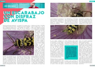 objetivo natural
4 / 20 5 / 20
Dentro del apasionante mundo de la
entomología, esa parte de la ciencia
que se encarga del estudio de los
insectos,podemosencontrarnoscon
verdaderas maravillas, en muchas
ocasiones nos fascinarán por un
tipo de comportamiento singular,
quizá por una estructura corporal
imposible o simplemente por la
belleza de un colorido espectacular,
éste es sin duda alguna el caso
del pequeño ser que nos ocupa, el
conocido como Escarabajo Avispa
Español o (Neoplagionotus marcae),
un pequeño Cera mbícido que ha
adoptado en su cuerpo un llamativo
y aterciopelado tono amarillo y
negro que, por su colorido, se
asemeja a una avispa, el porqué de
este diseño en forma de avispa es
hasta ahora un misterio, aunque
quizá se lo deba a su alimentación,
que está compuesta por el polen
de una planta, la Malva Loca o
Malvavisco, (Lavatera triloba), quizá
sea una señal de alarma para otras
especies que compiten por el polen,
o quizá haya surgido una especie de
simbiosis entre planta y escarabajo
donde la planta sirve a este de
hogar, ya que deposita sus huevos
en su tronco, donde las pequeñas
larvas se alimentan, y ya en estadio
adulto lo hacen del polen
que emanan de sus
enormes flores, a cambio
la planta se beneficia
de este magnífico
polinizador y quizá evite
que sus flores sean pasto
de rumiantes como la
Cabra o lagomorfos como
el Conejo y la Liebre,
tenga mos en cuenta que
los colores amarillo y
negro en el diccionario
de la naturaleza significa
peligro, no te metas
conmigo, a nadie le
gustaría comerse una
avispa no creéis, bueno
ya estaréis pensando en
el A bejaruco, pues sí,
a éste no le da apuros
degustar este suculento
manjar, pero es un caso
puntual. Sin duda alguna
un misterio hasta ahora
pero que en un futuro
próximo será desvelado
porque tengamos en cuenta que el
Escarabajo Avispa fue descubierto
para la ciencia hace muy pocos
años, en la década de los 90,
haciéndose público su hallazgo en
una revista científica en 1997 por
su descubridor, el entomólogo José
I. López Colón, descubriendo la
única población de la especie muy
UN ESCARABAJO
CON DISFRAZ
DE AVISPA
UN ESCARABAJO
CON DISFRAZ
DE AVISPA
Javier Tajuelo Zaballos
fotografía y texto
cerca de Madrid, en el municipio de
Rivas-Vaciamadrid. Posteriormente
aparecen nuevas poblaciones en
otros lugares de la comunidad de
Madrid, en Castilla-la mancha,
Extremadura y Andalucía.
Es una especie endémica de
nuestro territorio y sus poblaciones
se encuentran en serio peligro,
ya que no provoca la misma alerta
social arrasar con maquinaria
pesada un campo lleno de Malvas
con sus respectivos habitantes,
que talar un viejo Alcornoque
con un nido de Águila Imperial
en su copa, tengamos en cuenta
que este insecto vive asociado
exclusivamente a Lavatera triloba
y si desaparece la planta nutricia,
también lo hace el, casualmente es
un planta que crece en zona pobres
en nutrientes, bordes de caminos y
carreteras, eriales, cultivos, y zonas
con excesiva presión humana.
Podríamos decir que si protegemos
a la planta nutricia, de algún modo
estaremos protegiendo a este
escaso representante de la pequeña
fauna invertebrada y que compite
en cuanto a rareza con especies
tan emblemáticas y amenazadas
como el Lince Ibérico o el antes
Mencionada Águila Imperial Ibérica.
Hace varios años en un pequeño
pueblo de la provincia de Toledo,
localicé una nueva población de éste
escaso Coleóptero, justo cuando
en uno de los pocos lugares donde
vivía acababa de ser destruido por
el paso de un tractor en plena época
de floración, el resultado es el de
la imagen, varios centenares de
pies de Lavatera triloba tumbados
en el suelo por la acción de los
mortíferos arados y los escarabajos
supervivientes escondidos dentro
de las flores que aún mantenían un
hilo de vida. Localicé más de una
treintena de ejemplares diferentes,
lo que considero bastante, algunos
copulaban en las ramas junto al
suelo y me resultó conmovedor
verlos así cuando muchas de las
plantas estaban secándose.
Las imágenes que ilustran este
reportaje son de aquel encuentro
casual y espero que estas palabras
sirvan para dar a conocer a tan
emblemática especie y sacarla de
ese oscuro, vacío y apartado rincón
donde se “guardan” esas pequeñas
especies y que por algún que otro
motivo no se las considera rentables
y de las que no se obtiene beneficio
alguno, quedando su hábitat al
amparo de la ignorancia. Así que
amigos, cuando salgáis al campo
y os topéis con este escarabajo
y su pijama de rayas amarillas,
dejadlo que descanse dentro de la
protección que le da la flor de color
malva, y de alguna manera, haced
que su hogar sea respetado como lo
que se merece esta pequeña especie
y otras diminutas joyas de nuestra
fauna ibérica.
Es una especie endémica de nues-
tro territorio y sus poblaciones
se encuentran en serio peligro,
ya que no provoca la misma aler-
tasocialarrasarconmaquinaria
pesada un campo lleno de Malvas
con sus respectivos habitantes,
que talar un viejo Alcornoque
con un nido de Águila Imperial en
su copa
objetivo natural
 